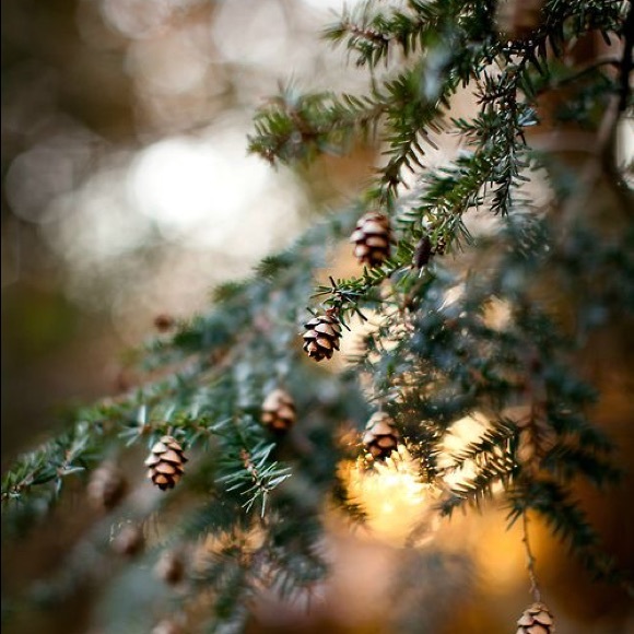 Nell Hill’s O Christmas Tree Hardcover Book - Picture 5 of 16